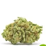 Cannabis seeds Auto CBD White Widow® from Dutch Passion